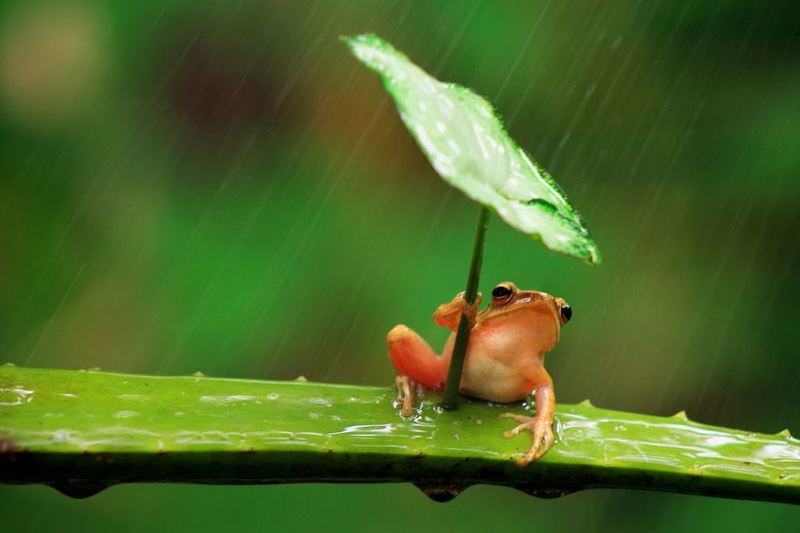 Illustration for article titled ¿Esconden estas adorables fotos montajes y maltrato animal?